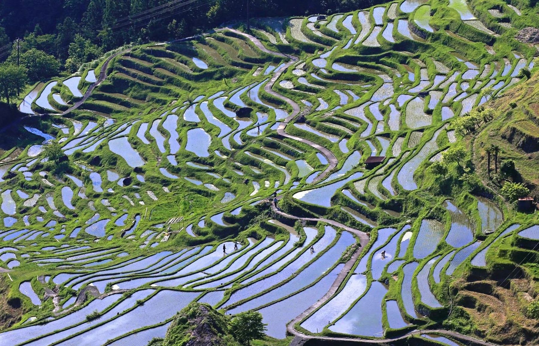 Campos de arroz japoneses em terraços